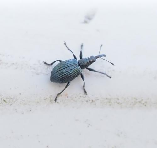 Réf. 248 799 : Ischnopterapion virens